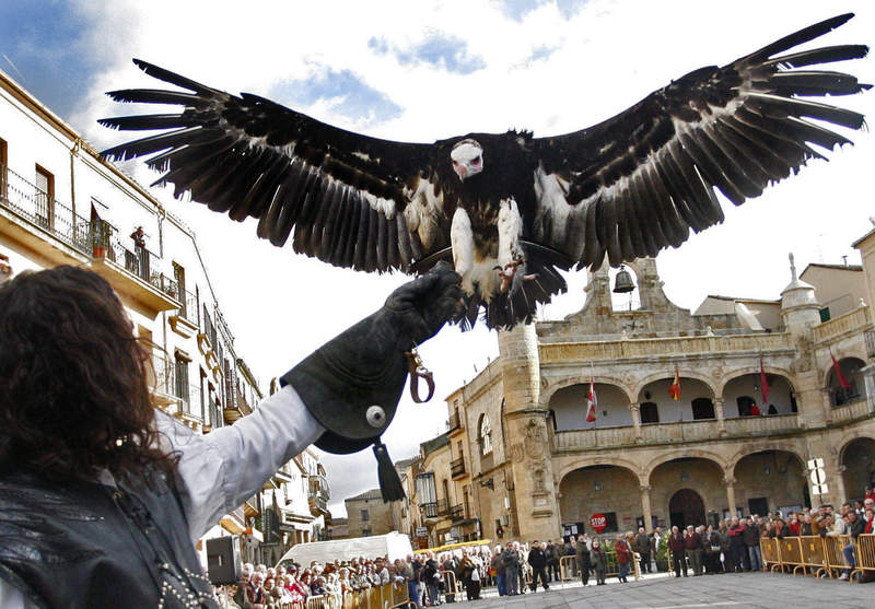 ¡Como de película!: Recrearán época Medieval con vuelos de halcones en encuentro de cetreros en Sicilia
