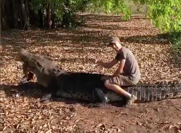 (Video) Un turista puso en riesgo su vida al subirse al lomo de un cocodrilo de 650 kilos