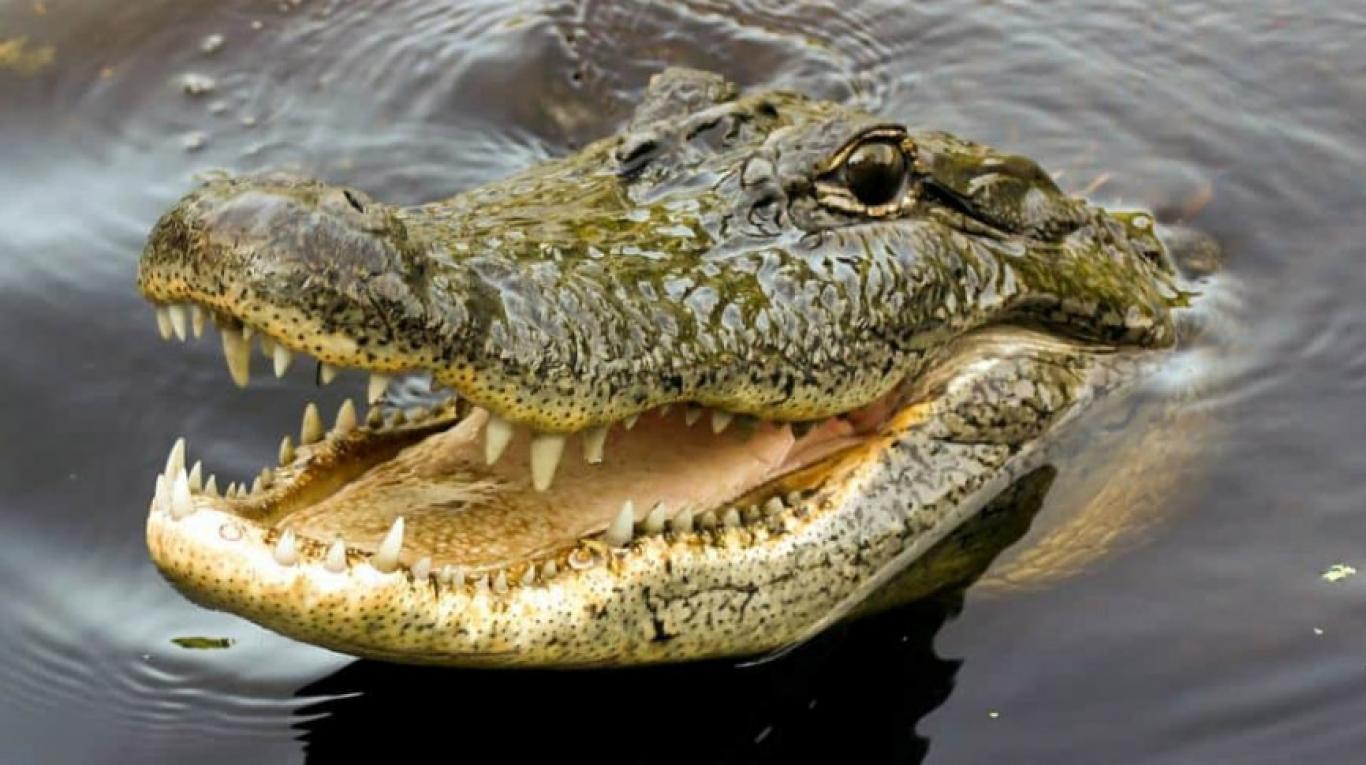 (Video) ¡Nervios de acero! Este hombre da de comer en la boca a su mascota cocodrilo