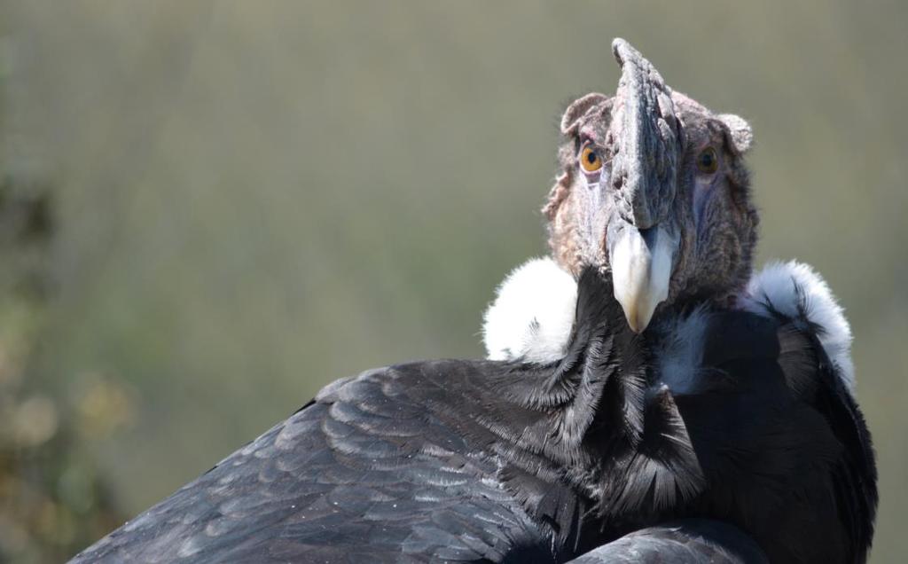 Liberan a cóndor que sufrió intoxicación: Se habría comido un animal rociado con sustancias nocivas