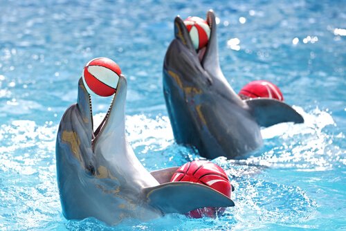 ¡Únicos! Los delfines coordinan tareas con una precisión de 370 milisegundos