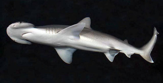En los mares existe un tiburón gigante vegetariano