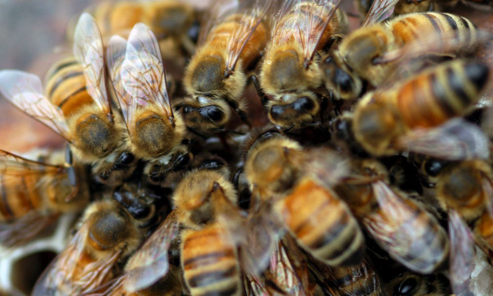 (Video) Murieron repentinamente más de siete millones de abejas en Colombia