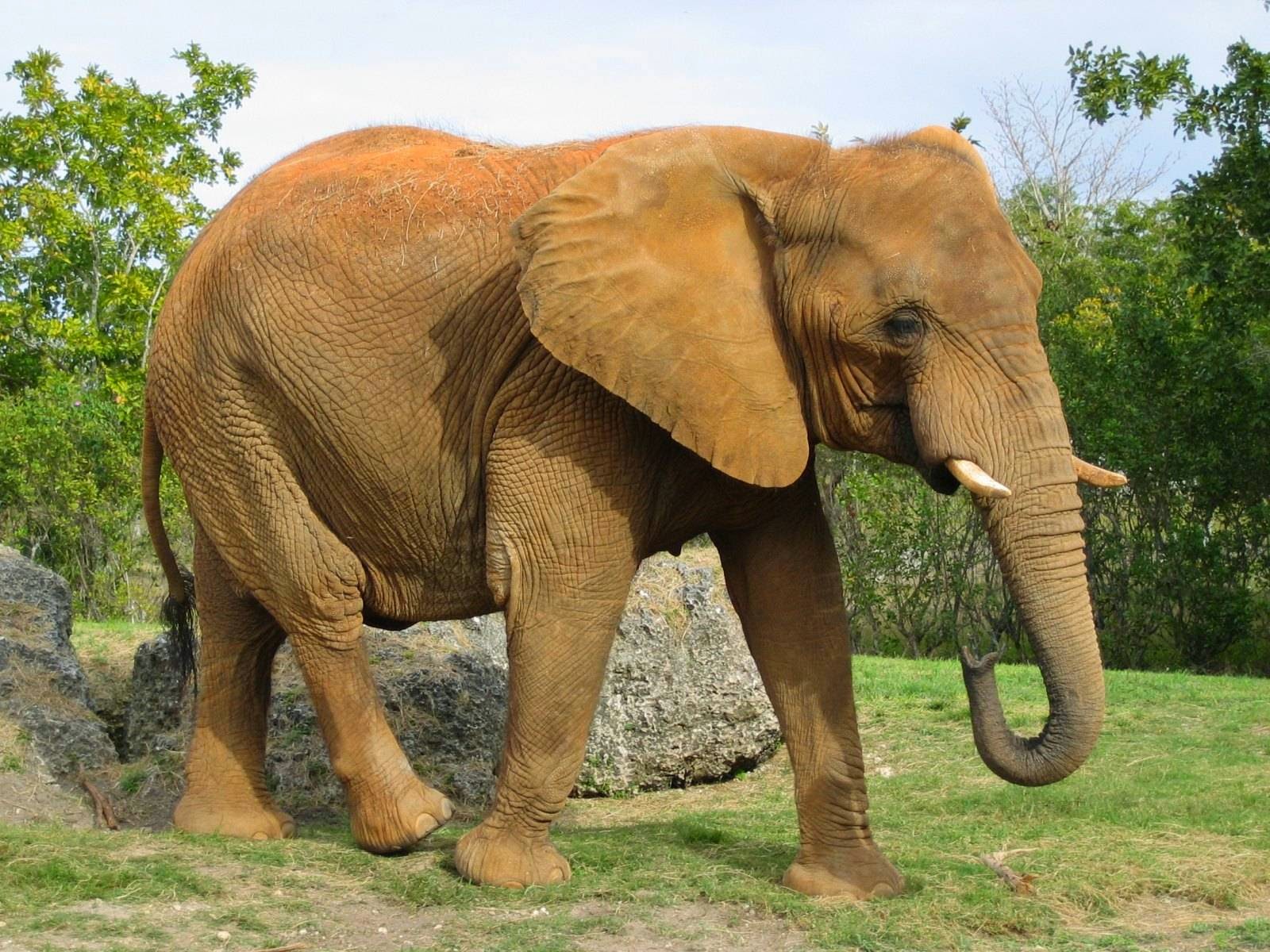 Trágico: Turista intentó tomar la mejor foto pero murió aplastada por un elefante