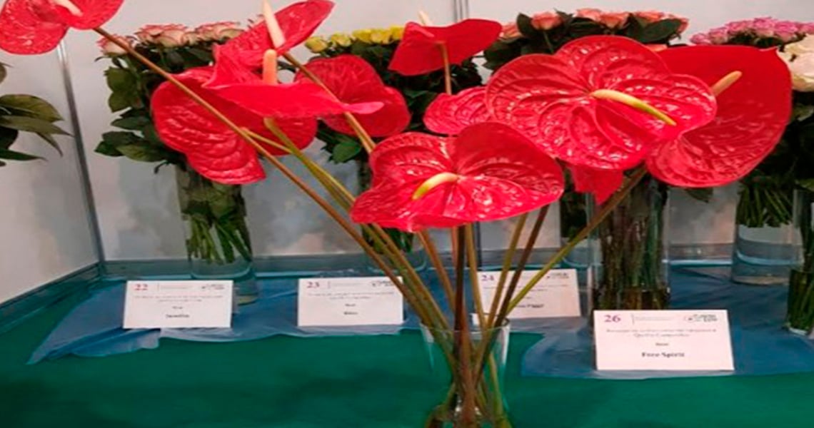 La flor más resistente: Cala venezolana ganó en la Flowers Expo 2018 de Moscú