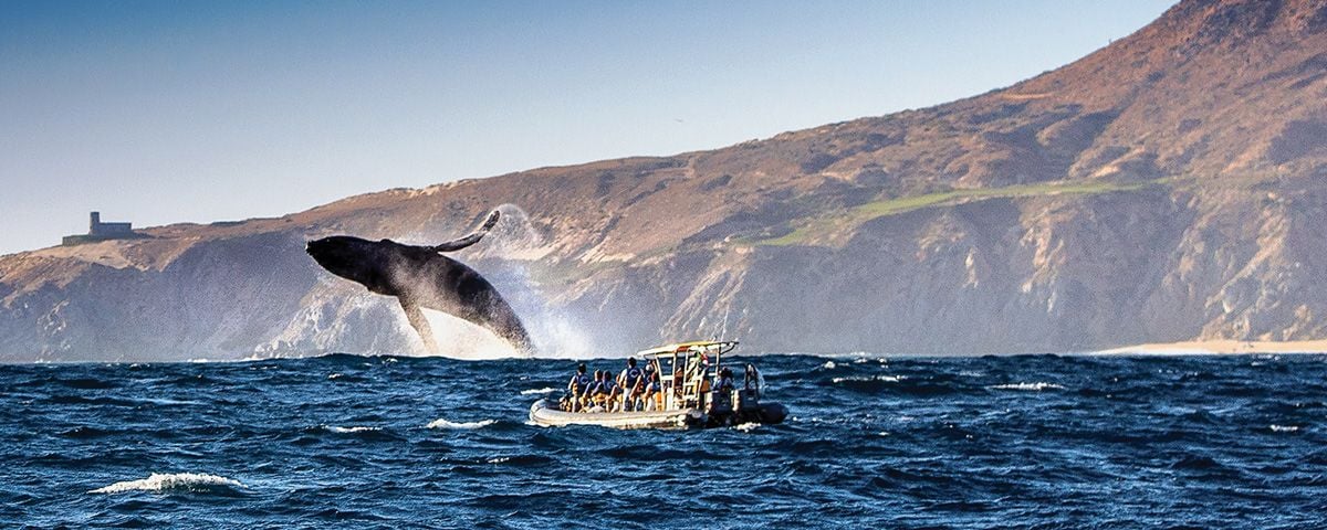 Países cazadores de ballenas bloquean la creación de un nuevo santuario