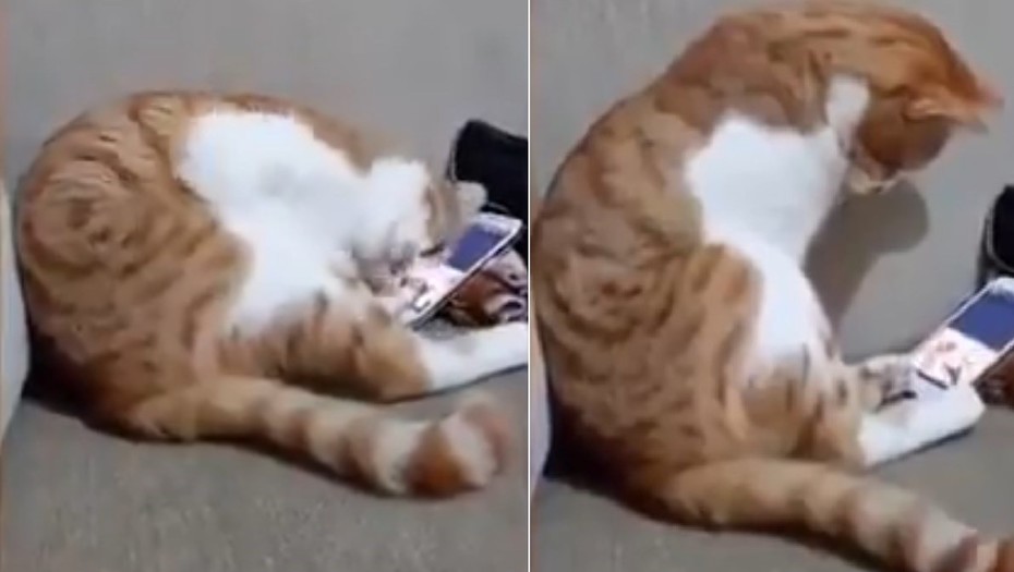 (+Video) Conmovedor: Reacción de un gato cuando ve un video de su dueño fallecido se hizo viral