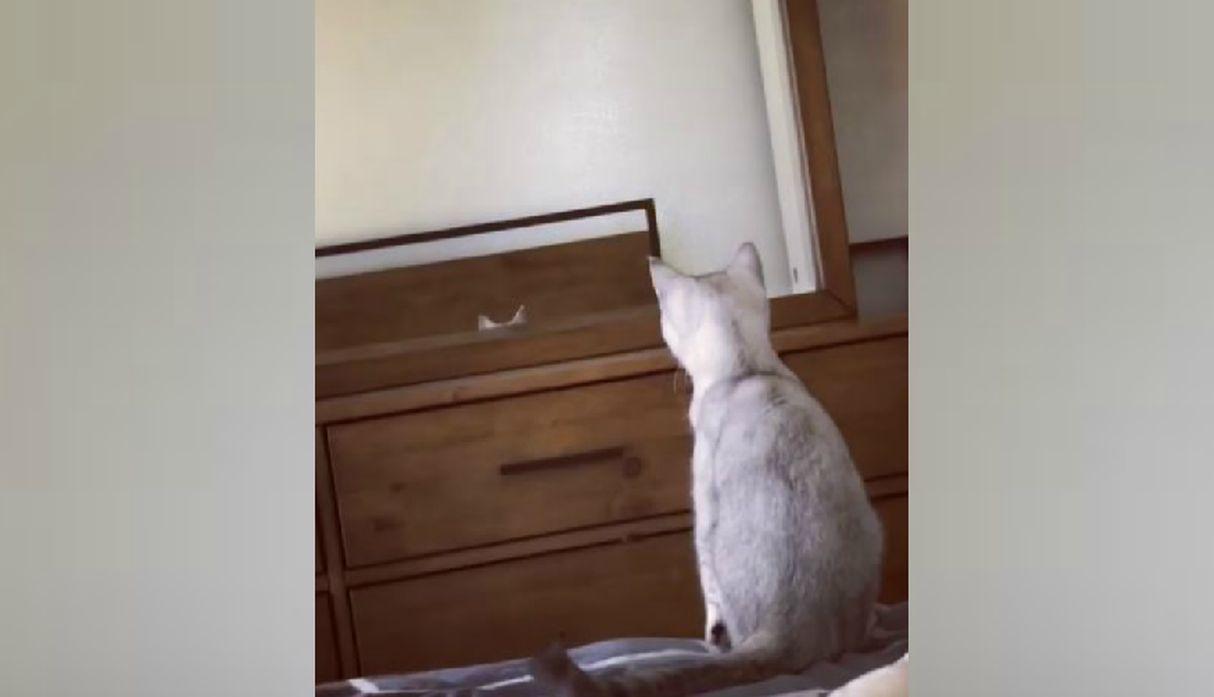Un gato descubrió que tenía orejas: Conozca su divertida reacción
