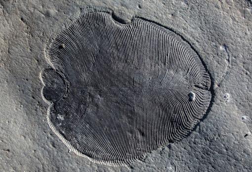 ¡El “Santo Grial” de la paleontología! El primer animal que dejó un fósil en la Tierra