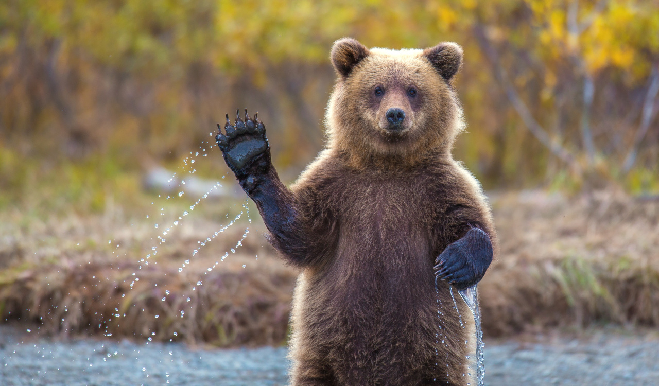 (Fotos) «Hable ahora o calle para siempre»: Este oso se opuso a una boda en un zoológico