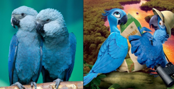 El ave azul de la película «Río» se ha extinguido en la naturaleza