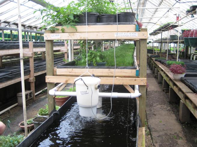 Acuaponía: cultivar plantas aprovechando la cría de peces en ambientes urbanos