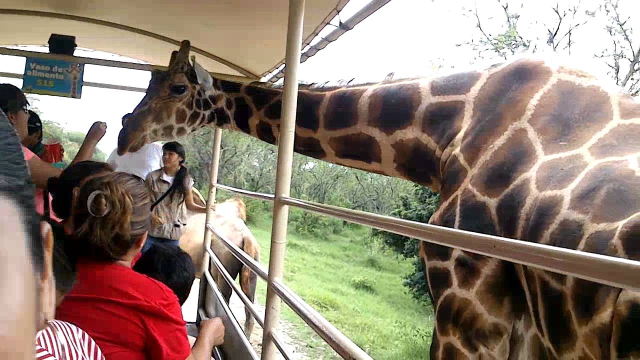 Una jirafa aplasta a madre e hijo  y para mantenerlos con vida aplican soporte vital