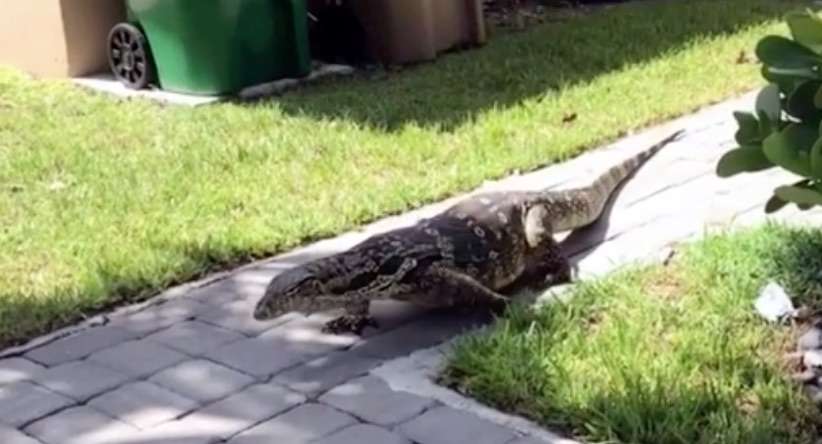 (Video) Graban a un lagarto gigante merodeando una casa de familia en Florida