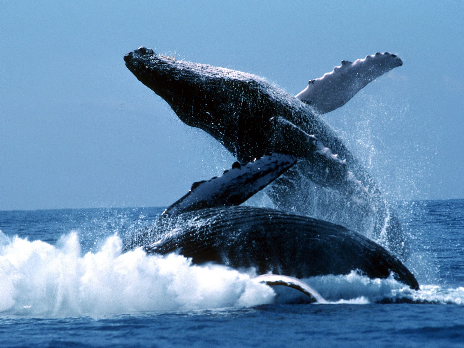 Descubren que el cambio climático atrae a las ballenas jorobadas al Mediterráneo