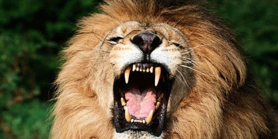 León acaricia y abraza a turista en rusia