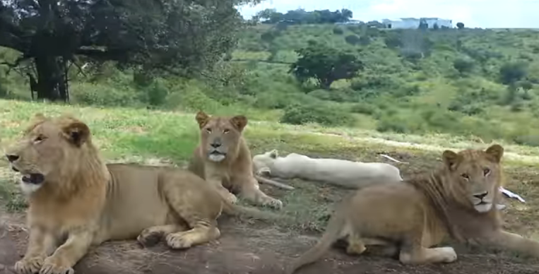 Cuatro tigres y tres leones dan positivo para covid-19 en el zoo de Nueva York después que una tigresa fuese infectada por un empleado