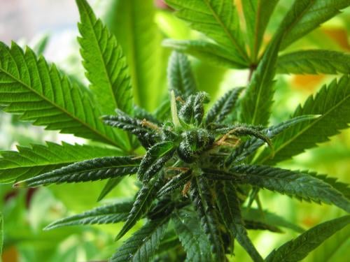 Cannabis medicinal: la posibilidad de desarrollar una industria en Chile