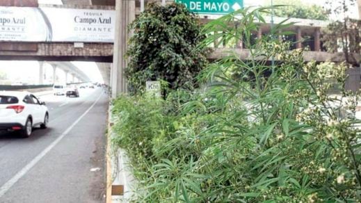 (Video) Consiguen plantas de marihuana en plena autopista cerca de Ciudad de México