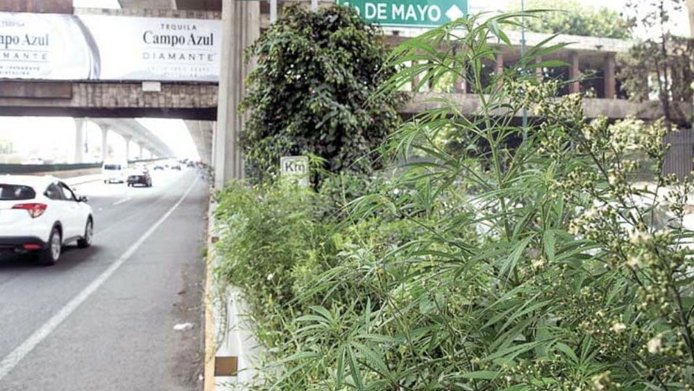 (Video) Consiguen plantas de marihuana en plena autopista cerca de Ciudad de México