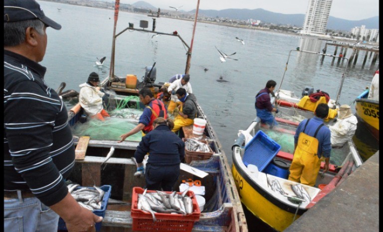 Comenzó la veda de la merluza común: Se prohíbe la captura, transporte y venta en todo Chile