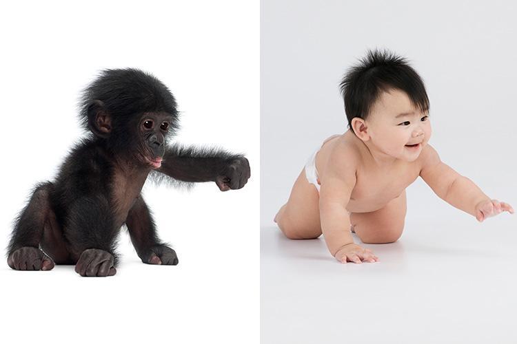 (Fotos) Los niños pequeños tienen comportamientos iguales a los simios