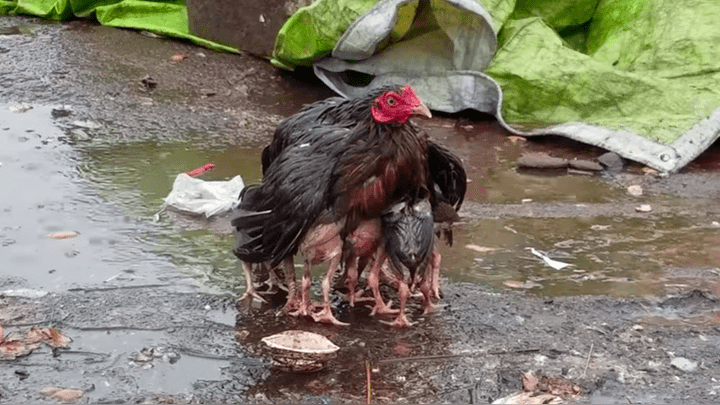 (Video) La conmovedora escena de una mamá gallina que se volvió viral