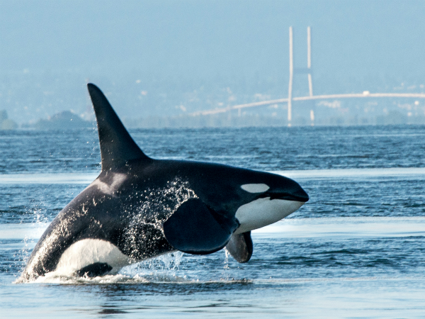Condenan a la extinción a las Orcas en varios mares del mundo alertan científicos