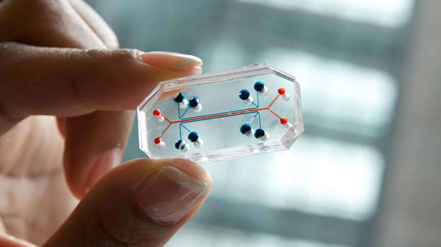 Crean versión miniatura de órganos humanos en “chips” para probar medicamentos