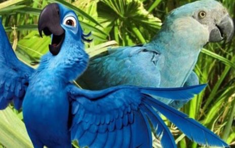 ¡Se extingue el guacamayo azul de su hábitat natural!