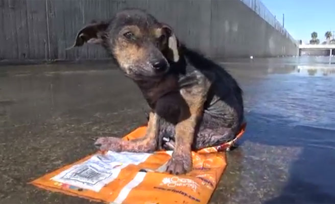 (Video) Héroe: Arriesgó su propia vida para salvar un cachorro