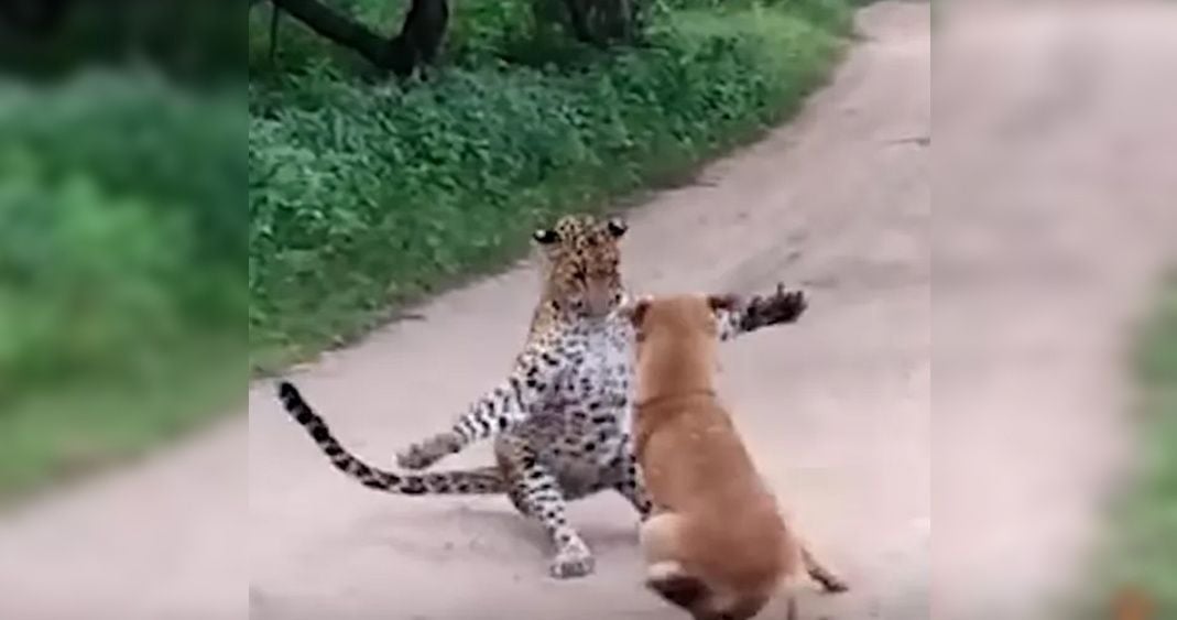 (Vídeo) Perro callejero le gana la pelea a un leopardo y lo corre del lugar