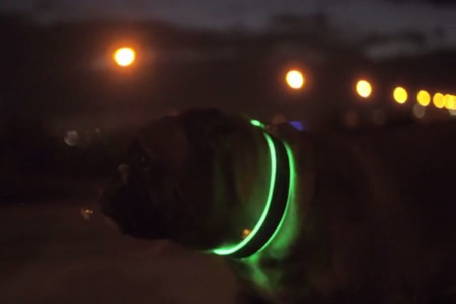 Protección canina:  Collares luminosos evitarán que perros callejeros sean arrollados
