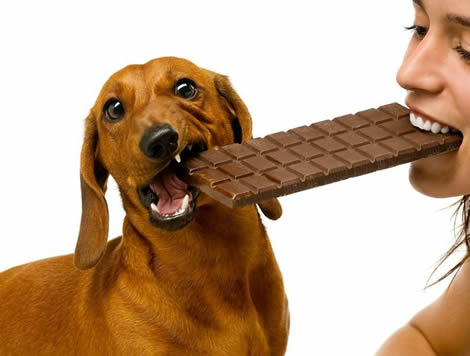 No alimentes a tu perro con estos alimentos porque pueden resultar peligrosos