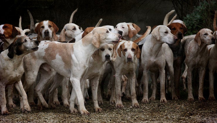 Comunidad consternada: 40 perros aparecieron muertos en quebradas de Colombia