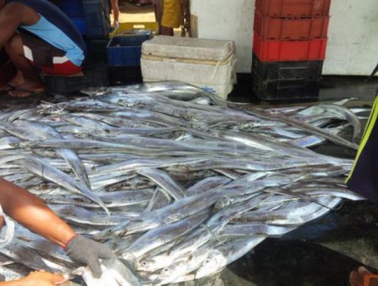Venezuela inició exportación de pescado y sal a Trinidad y Tobago