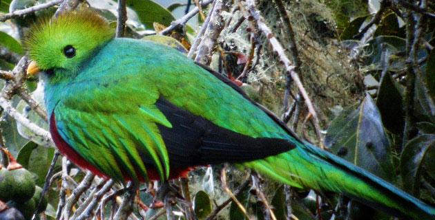 Chihuahua tiene 46 especies de aves en peligro de extinción