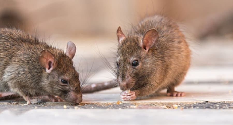 Hambre y canibalismo: las ratas entran en crisis por el COVID-19 en EE. UU.