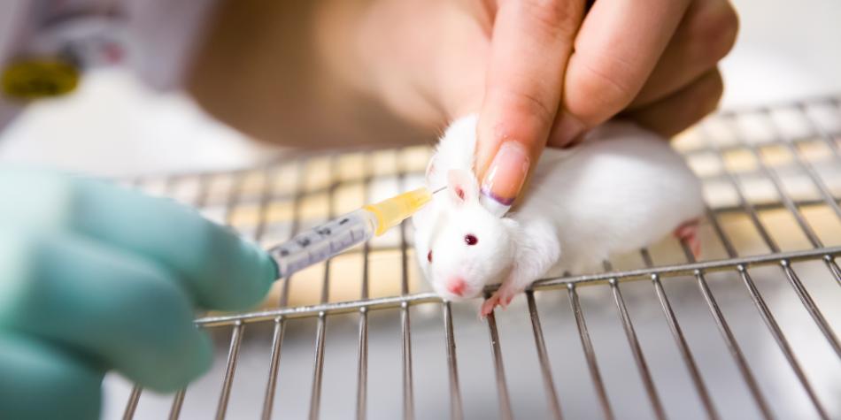 Se acercan a su fin las pruebas toxicológicas en animales