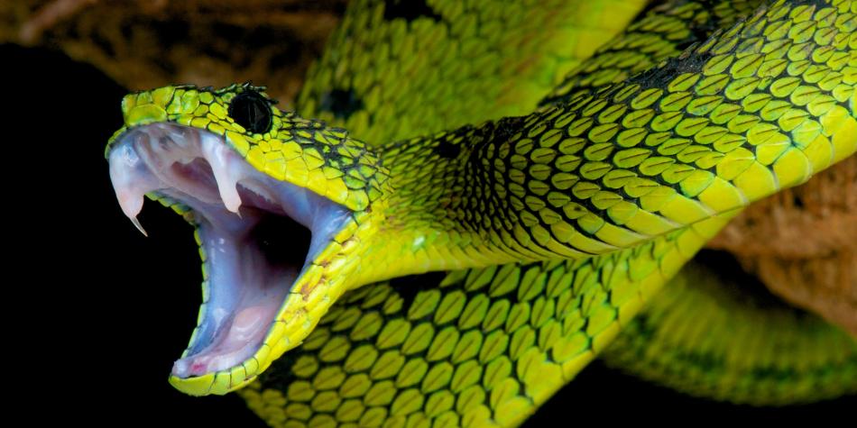Colombia está al mismo nivel del Congo por riesgo a mordedura de serpiente
