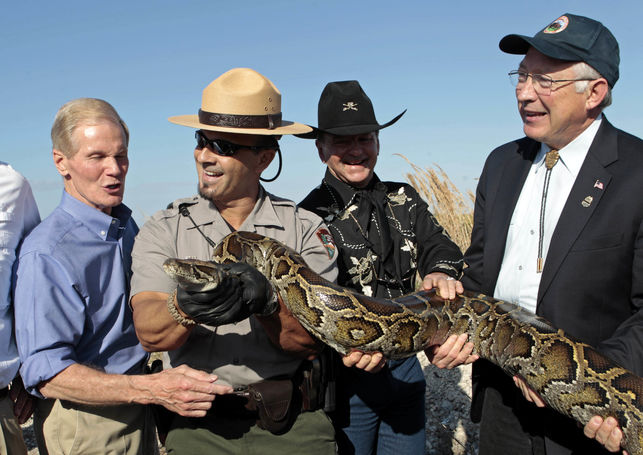 Una gigantesca serpiente híbrida amenaza los famosos Everglades de Florida