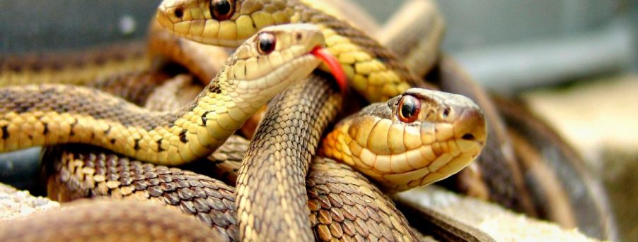 (Fotos) Una serpiente de dos cabezas causó pánico en el jardín de una casa