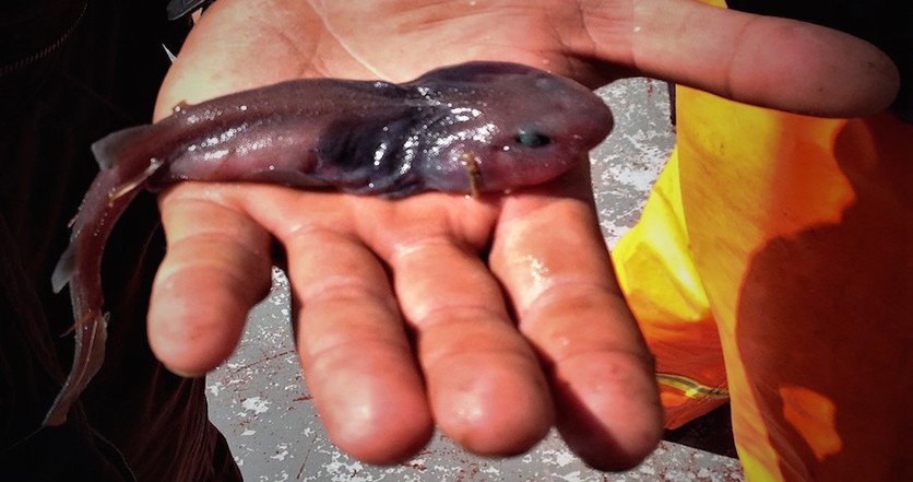 El tiburón renacuajo, una especie de los mares mexicanos