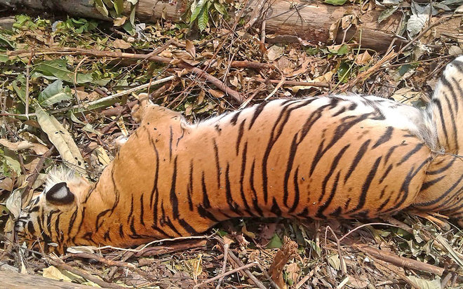 tigre de sumatra es asesinado por accidente