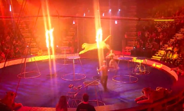 (Video) Una tigresa sufre al convulsionar en pleno show de circo