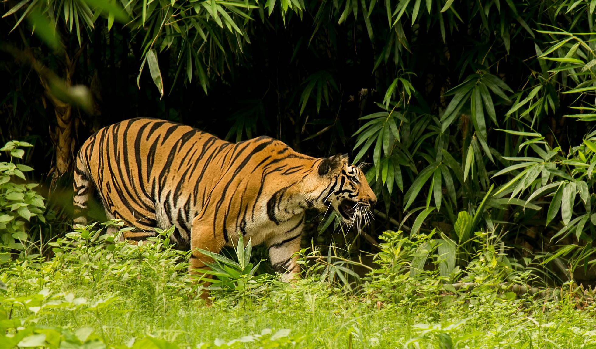 ¡Insólito! Autorizan la caza a muerte de una tigresa por devora hombres