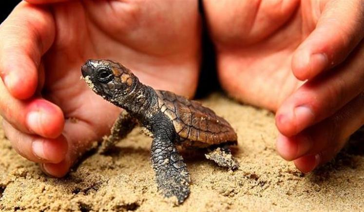 La mitad de las tortugas bebés muertas tienen estómagos llenos de plástico