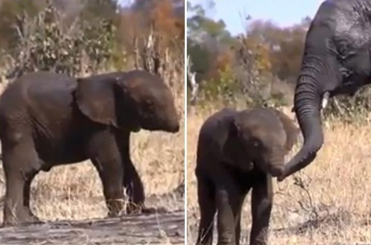 (Foto+Video) Preocupación por el elefante bebé manchado sin su trompa