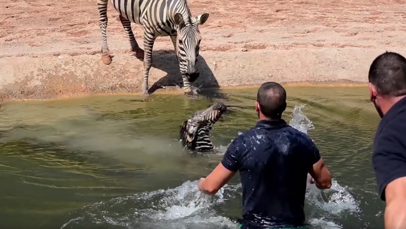 (Video) Los cuidadores de un zoológico salvan a una cebra recién nacida de morir ahogada