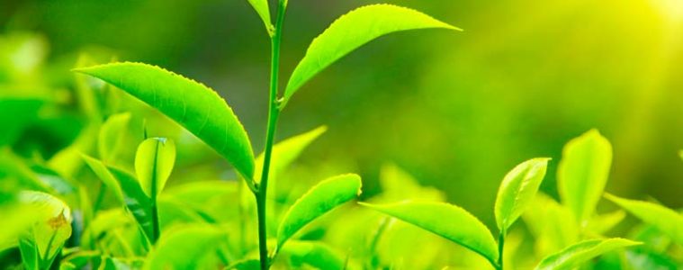 plantas